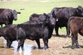 California Scenery - Black Angus Cattle in Field - Ramona Grasslands Preserve