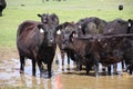 California Scenery - Black Angus Cattle in Field - Ramona Grasslands Preserve