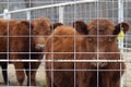 Red and black Angus heifer and steer in a corral closeup