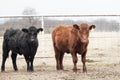 Red and black Angus heifer and steer in a corral closeup Royalty Free Stock Photo