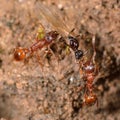 Red and black ants fighting