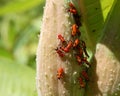 Red and black aphids