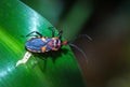 Red and black Assassin bug on a leaf, Pietermaritzburg Royalty Free Stock Photo