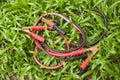 Red and black battery cables