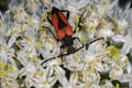 Red and black beatle insect on onion flower