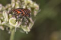 Red and black beatle insects Royalty Free Stock Photo