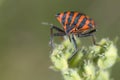 Red and black beatle insects Royalty Free Stock Photo