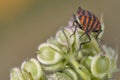 Red and black beatle insects