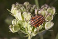 Red and black beatle insects Royalty Free Stock Photo