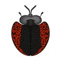 Red black beetle with antennae and legs, top view of crawly insect Royalty Free Stock Photo