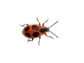 Red and black beetle false ladybird Endomychus coccineus