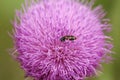 Red and black beetle on a pink wildflower Royalty Free Stock Photo