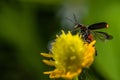 A red and black beetle takes off from a yellow flower Royalty Free Stock Photo