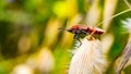 red and black beetles Royalty Free Stock Photo