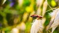 red and black beetles Royalty Free Stock Photo