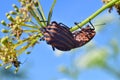 Red-black bugs mate on a branch Royalty Free Stock Photo