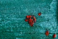 Red black beetles on a green painted piece of wood Royalty Free Stock Photo