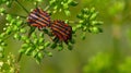 Red black beetles