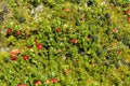 Red and black berries in Norway