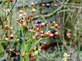 Red and black berries on the tree