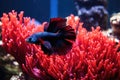 a red and black betta fish floating inside an aquarium Royalty Free Stock Photo
