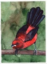 Red black bird animal watercolor Piranga olivacea