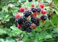 Red and black blackberries bush and rain drops