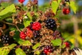 Red and black blackberries growing on a bush in the countryside