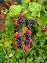 red and black blackberries