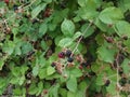 Red and black blackberries on vine with thorns