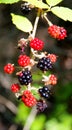 Branch with wild blackberries in different stages of ripeness