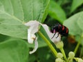 Red black blister beetle Mylabris Oculata