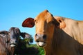 Red and black brahma bulls looking into the camera