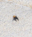 Red & Black Brightly Colored Male Jumping Spider Phidipus johnsoni on Sandstone