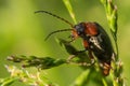 Red-Black Bug Eating Pollen in Spring Royalty Free Stock Photo