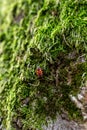 Red and Black Bug on Mossy Tree Trunk Royalty Free Stock Photo