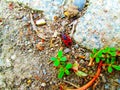 Red and black bug in a park.