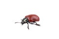 Red black bug on a white background Royalty Free Stock Photo