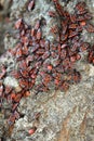 Red and black bugs Royalty Free Stock Photo