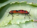 Brassica bug aka Murgantia histrionica. On my brassicas! Royalty Free Stock Photo