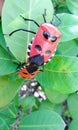 the red and black bugs sit pn the leaf Royalty Free Stock Photo