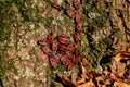 Red and black bugs on a tree bark Royalty Free Stock Photo