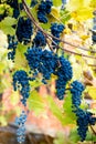 Red black bunches Izabella grapes growing in vineyard with blurred background and copy space. Harvesting in the vineyards concept