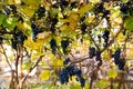 Red black bunches Izabella grapes growing in vineyard with blurred background and copy space. Harvesting in the vineyards concept Royalty Free Stock Photo