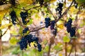 Red black bunches Izabella grapes growing in vineyard with blurred background and copy space. Harvesting in the vineyards concept Royalty Free Stock Photo