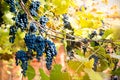 Red black bunches Izabella grapes growing in vineyard with blurred background and copy space. Harvesting in the vineyards concept