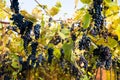 Red black bunches Izabella grapes growing in vineyard with blurred background and copy space. Harvesting in the vineyards concept