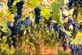 Red black bunches Izabella grapes growing in vineyard with blurred background and copy space. Harvesting in the vineyards concept