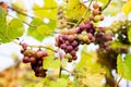 Red black bunches Madeleine Angevine grapes growing in vineyard with blurred background and copy space. Harvesting in the Royalty Free Stock Photo