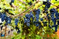 Red black bunches Pinot Noir grapes growing in vineyard with blurred background and copy space. Harvesting in the vineyards